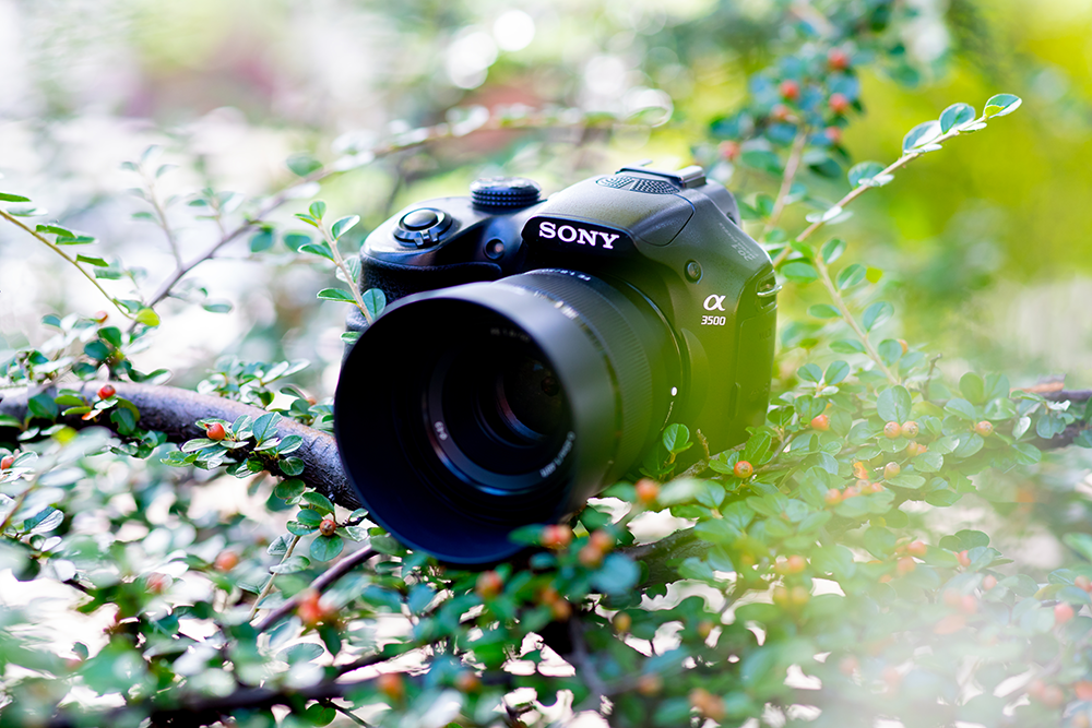 Фотосъемка-свадьбы-Sony